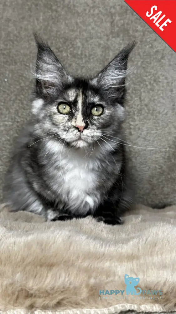 Emiliya Maine Coon female blue tortie silver live animals