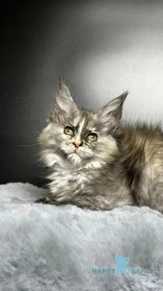 Emiliya Maine Coon female blue tortie silver live animals