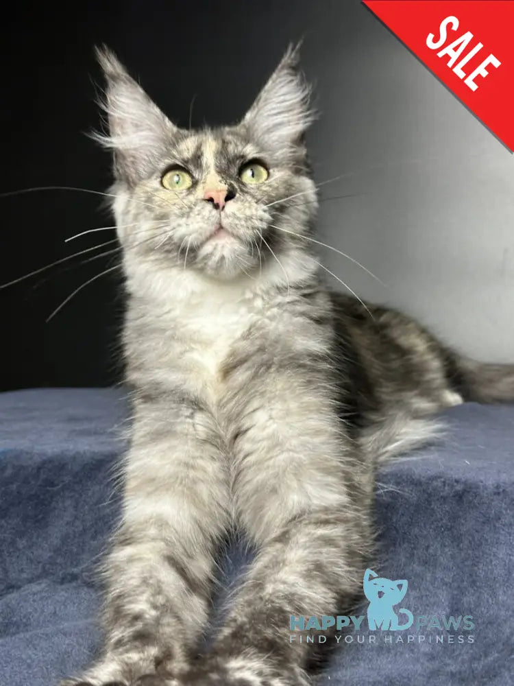 Emiliya Maine Coon female blue tortie silver - live animals