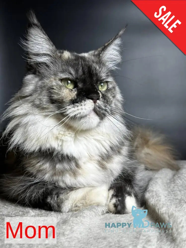 Emiliya Maine Coon female blue tortie silver live animals