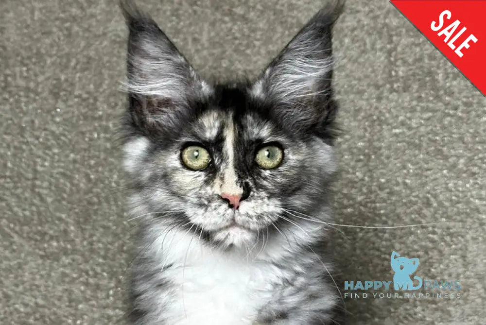 Emiliya Maine Coon female blue tortie silver live animals