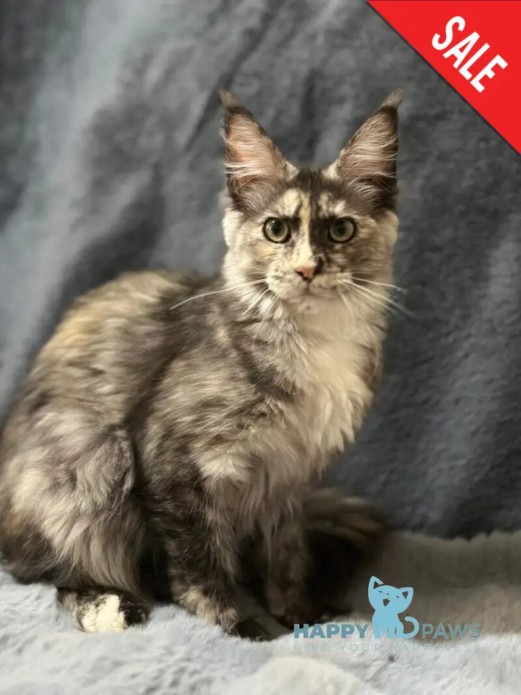 Emiliya Maine Coon female blue tortie silver - live animals