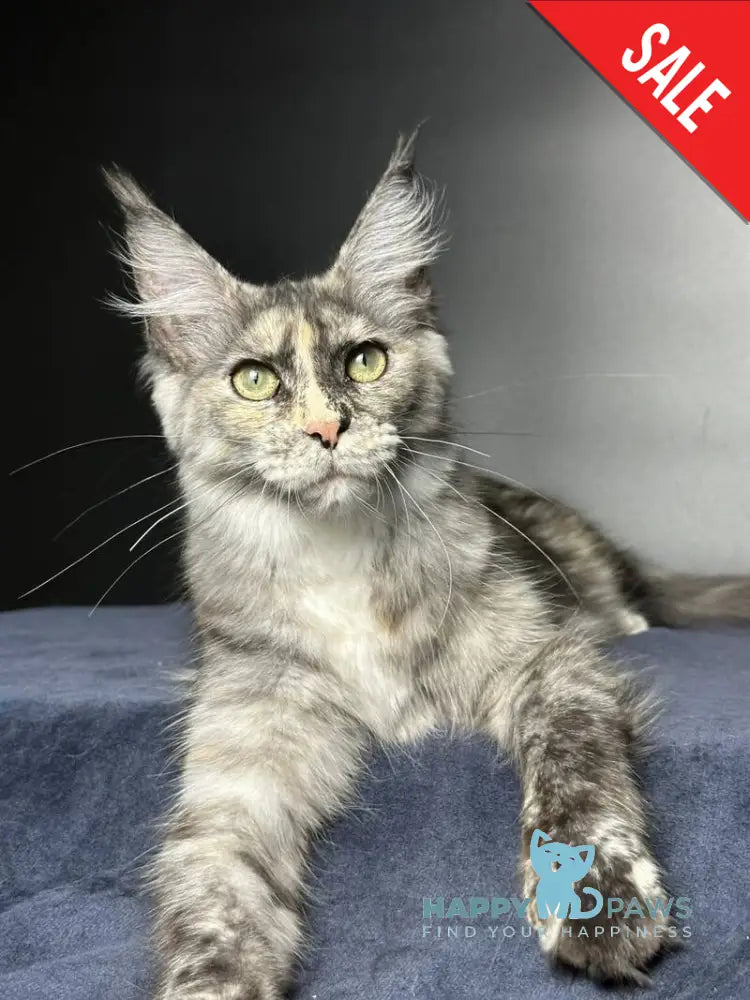 Emiliya Maine Coon female blue tortie silver - live animals