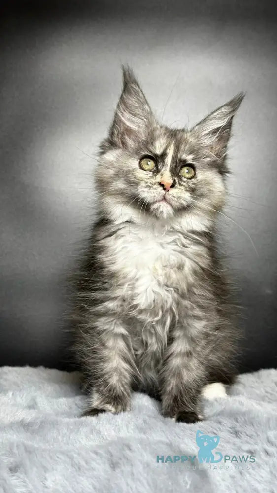 Emiliya Maine Coon female blue tortie silver live animals