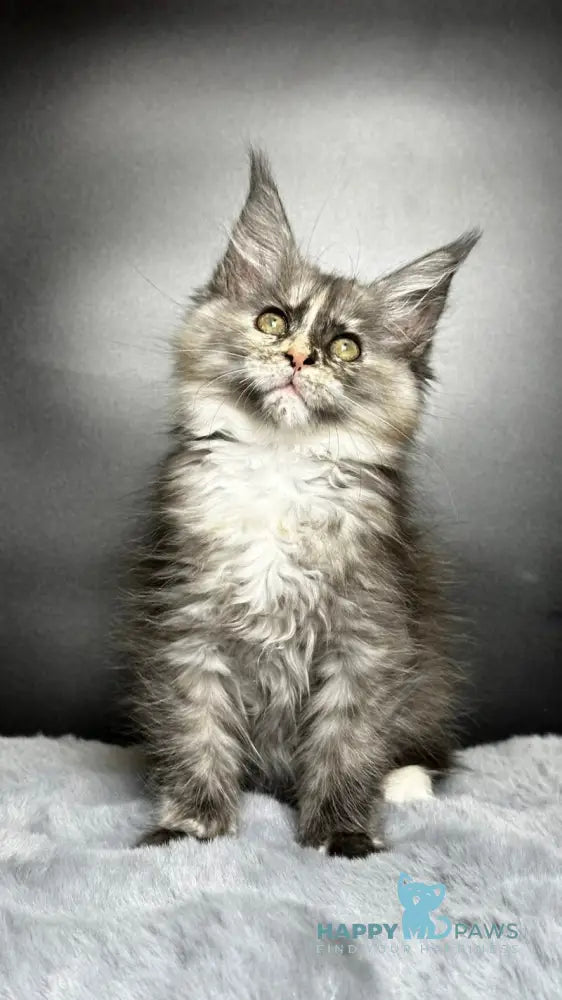 Emiliya Maine Coon female blue tortie silver live animals