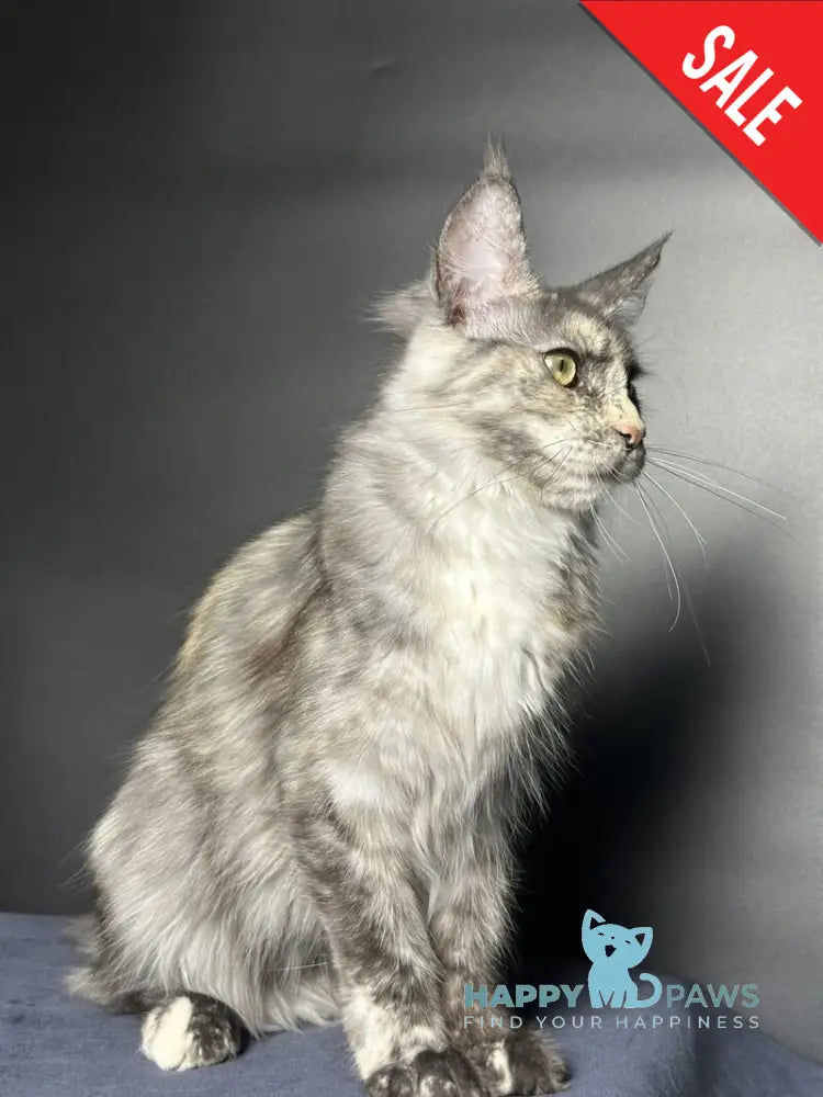 Emiliya Maine Coon female blue tortie silver - live animals