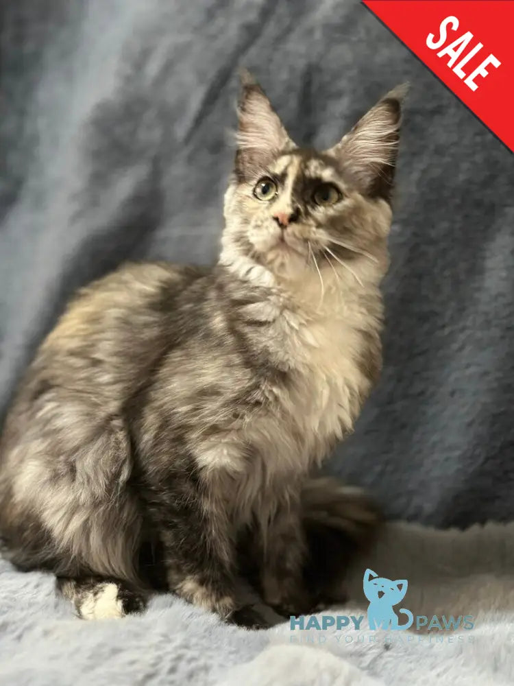 Emiliya Maine Coon female blue tortie silver - live animals