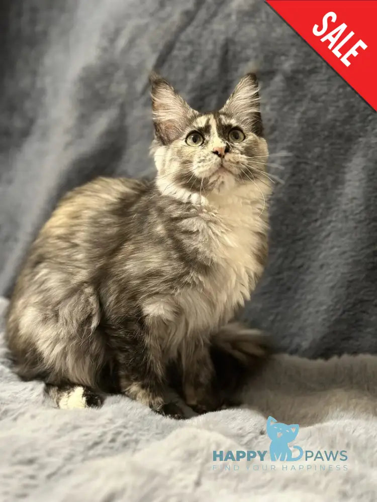 Emiliya Maine Coon female blue tortie silver - live animals