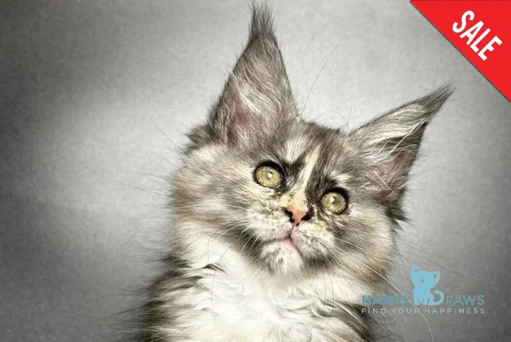 Emiliya Maine Coon female blue tortie silver live animals