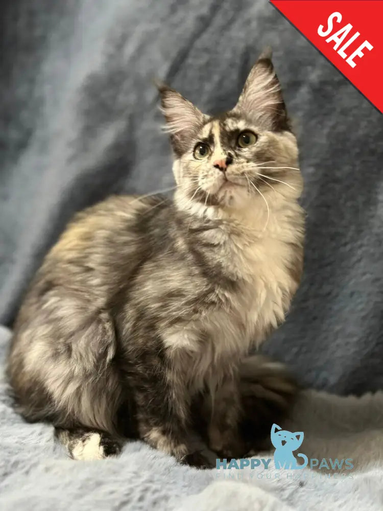 Emiliya Maine Coon female blue tortie silver - live animals