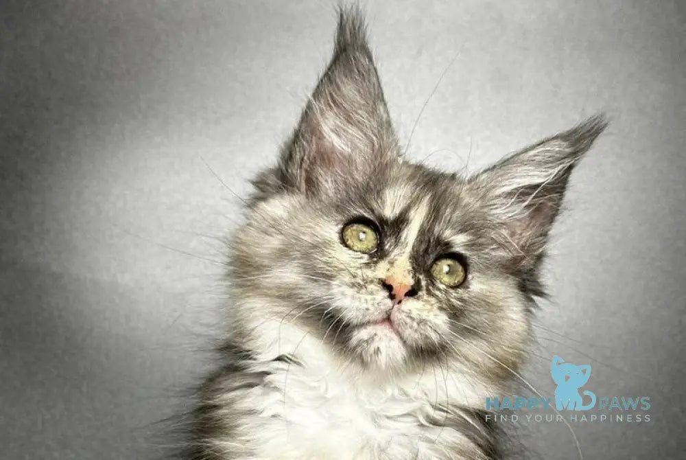 Emiliya Maine Coon female blue tortie silver live animals