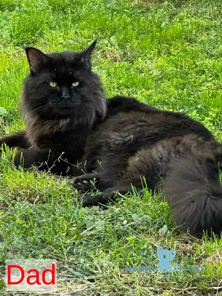 Emiliya Maine Coon female blue tortie silver live animals