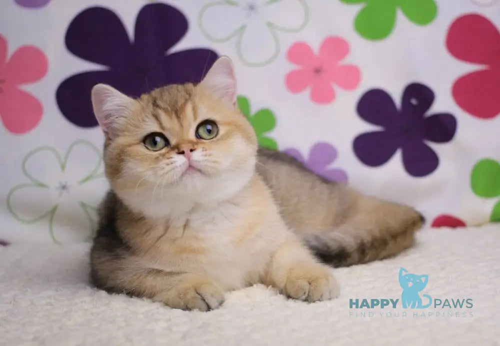 Emily British Shorthair female black golden shaded live animals