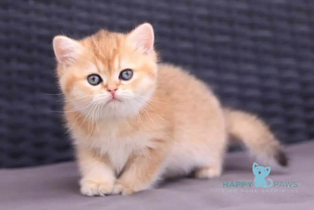 Emily British Shorthair female black golden shaded live animals