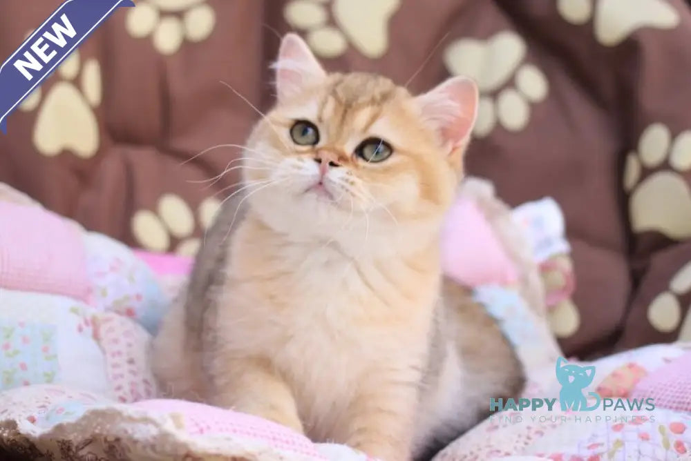 Emily British Shorthair female black golden shaded live animals