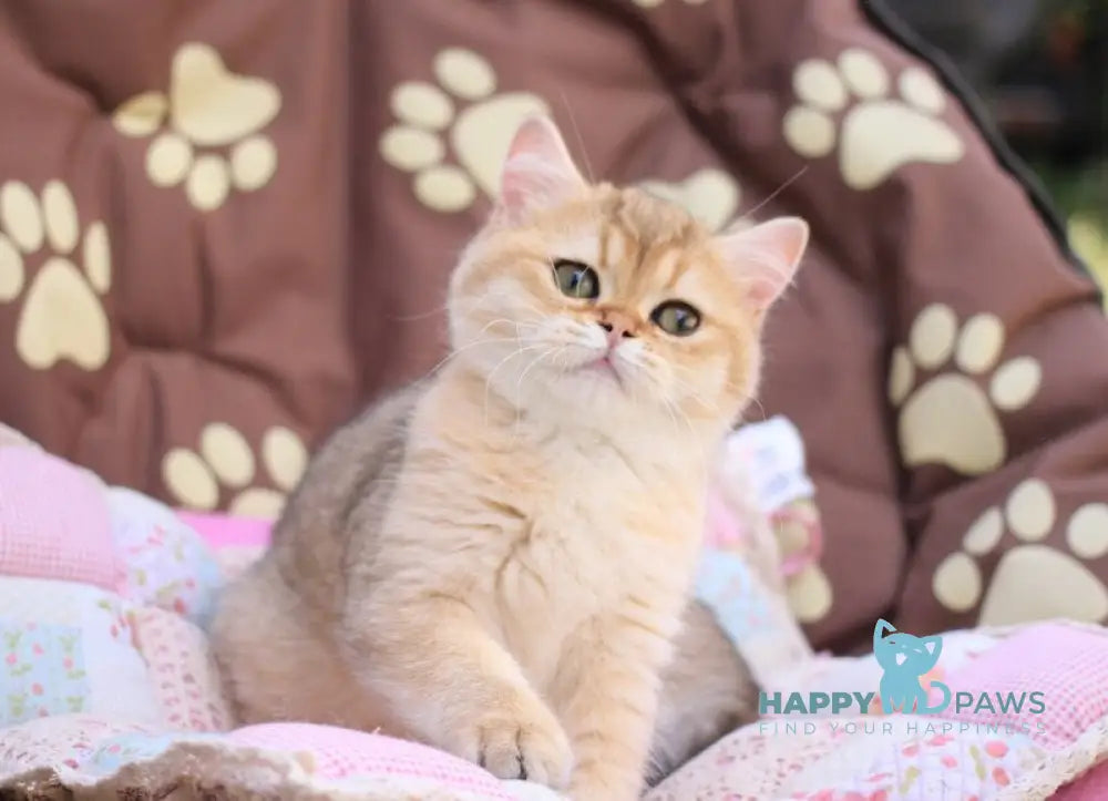 Emily British Shorthair female black golden shaded live animals