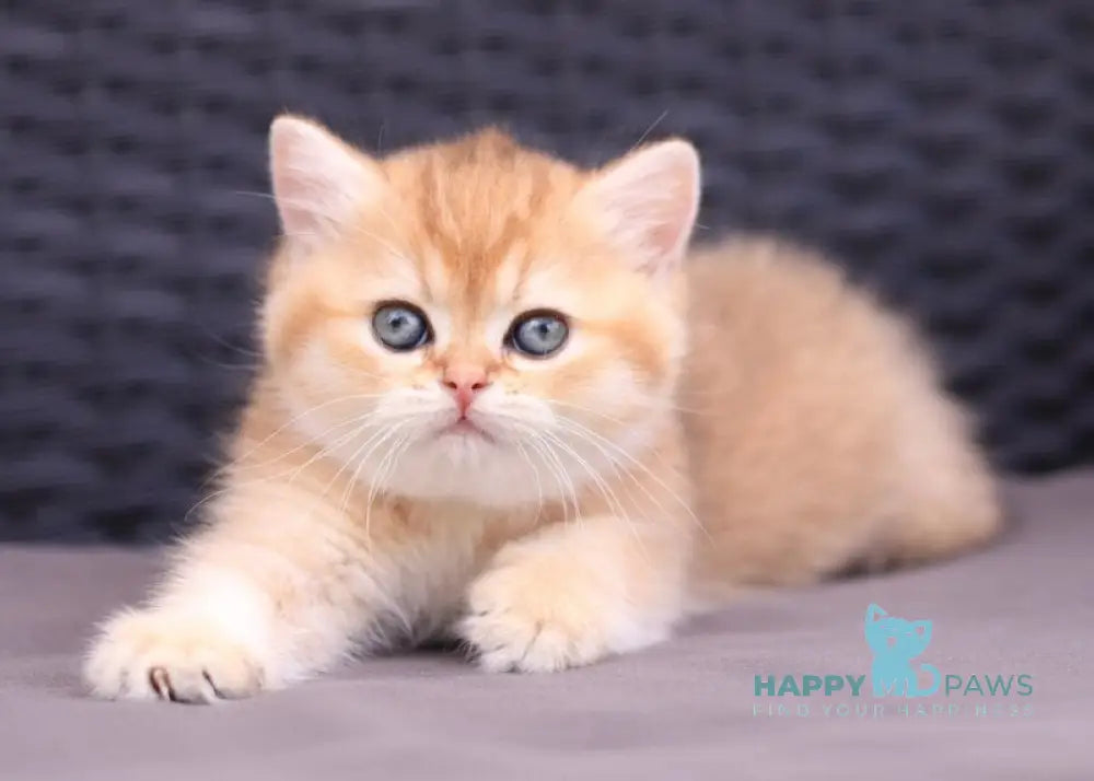 Emily British Shorthair female black golden shaded live animals