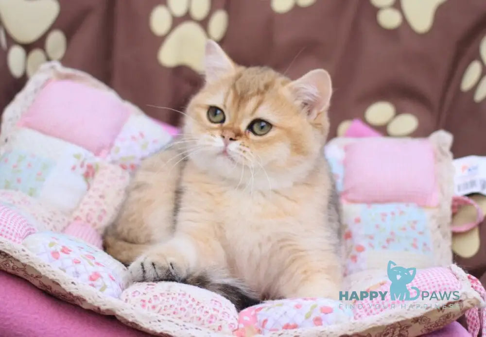 Emily British Shorthair female black golden shaded live animals