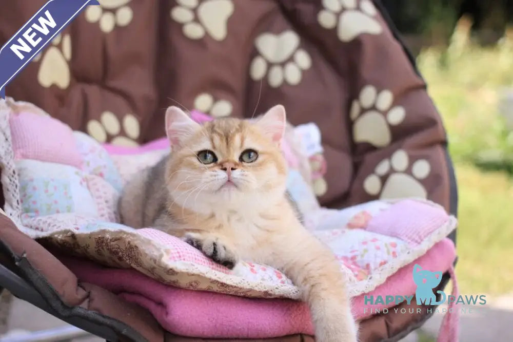 Emily British Shorthair female black golden shaded live animals