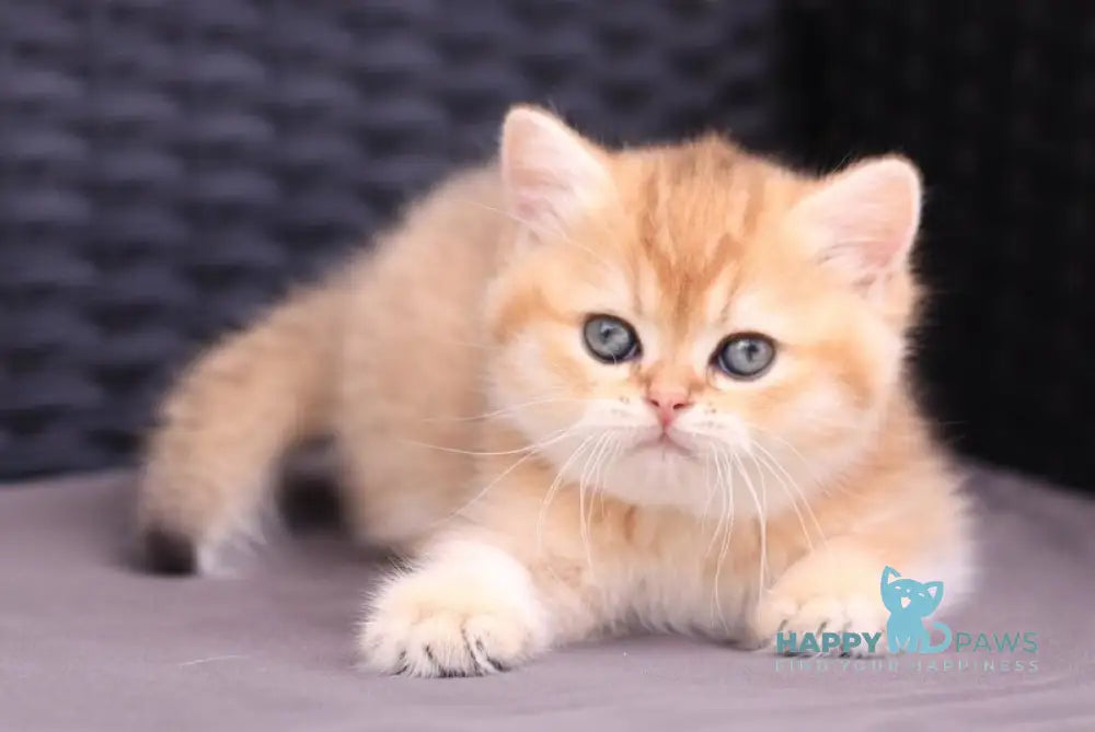 Emily British Shorthair female black golden shaded live animals
