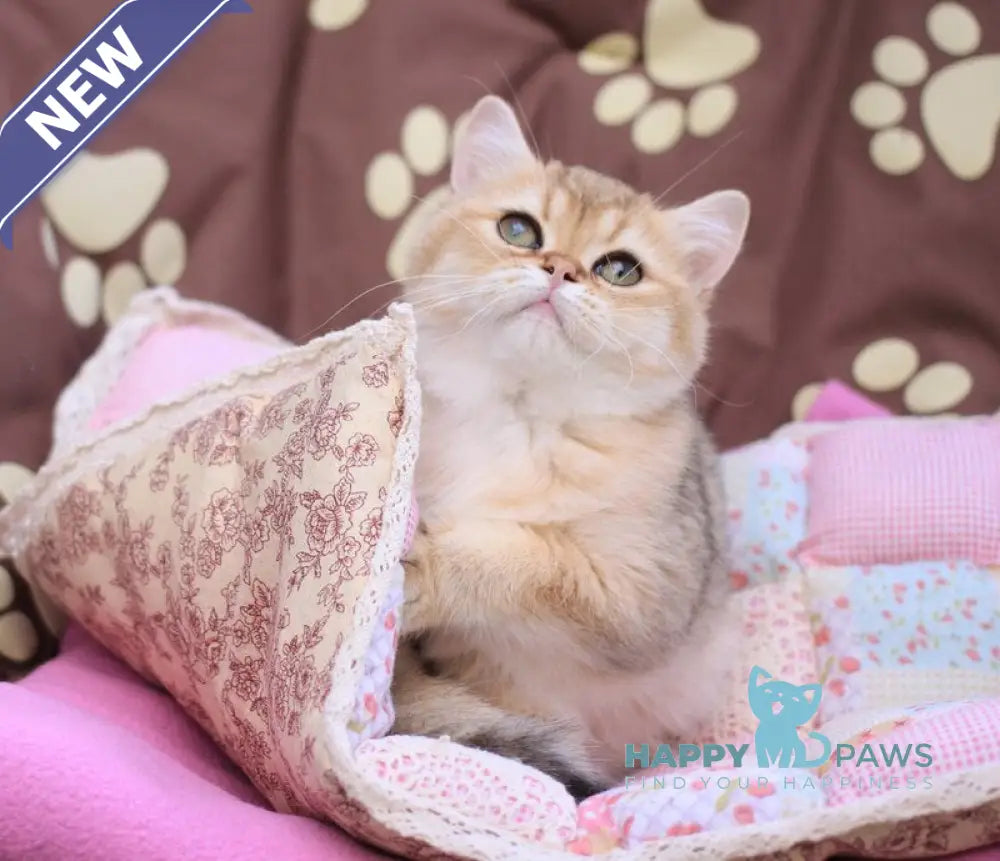 Emily British Shorthair female black golden shaded live animals