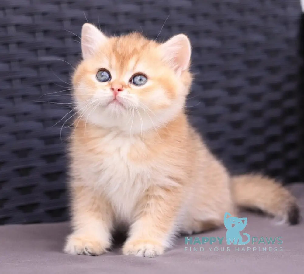 Emily British Shorthair female black golden shaded live animals
