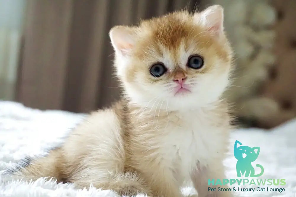 Emily British Shorthair female black golden shaded - live animals