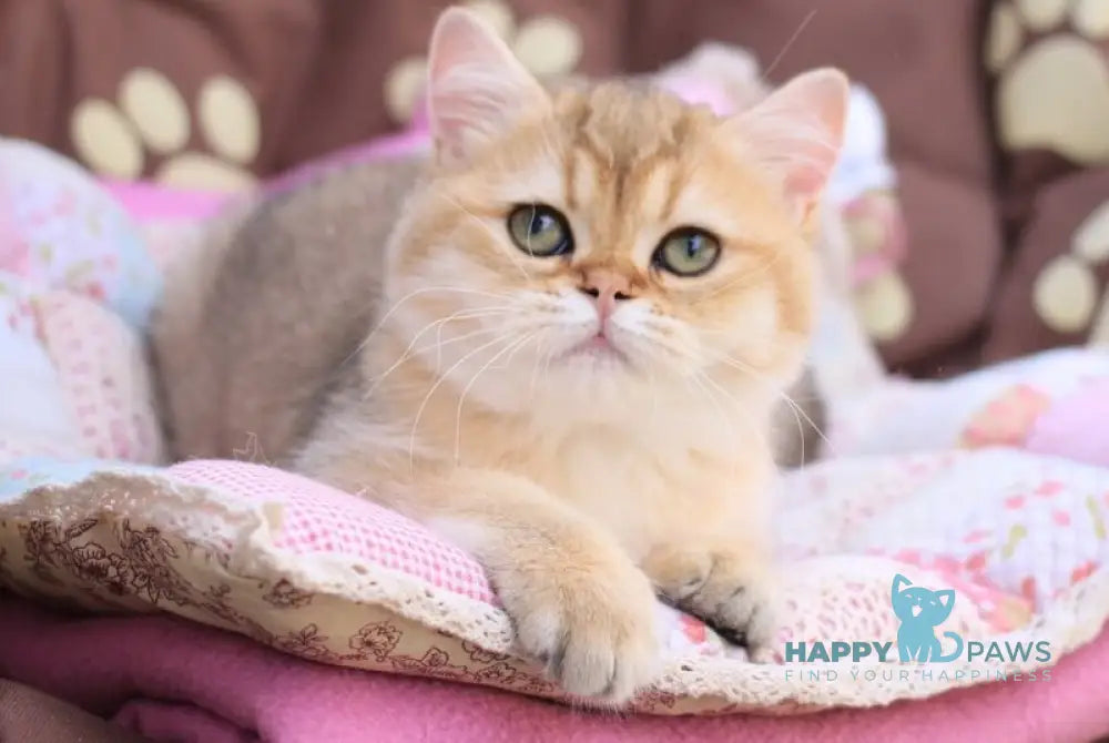 Emily British Shorthair female black golden shaded live animals