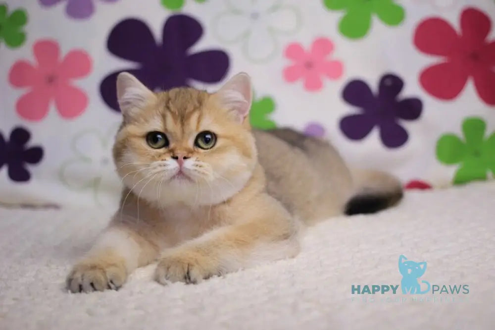 Emily British Shorthair female black golden shaded live animals