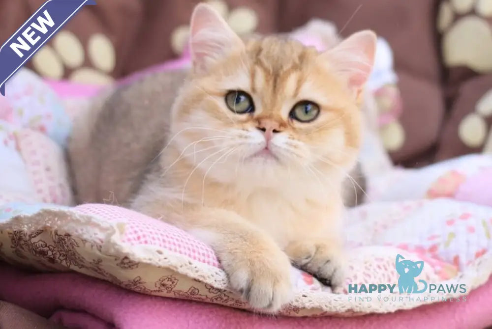 Emily British Shorthair female black golden shaded live animals