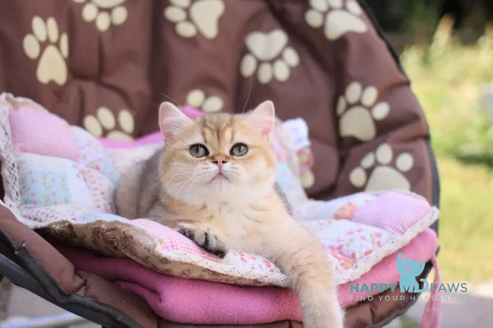 Emily British Shorthair female black golden shaded live animals