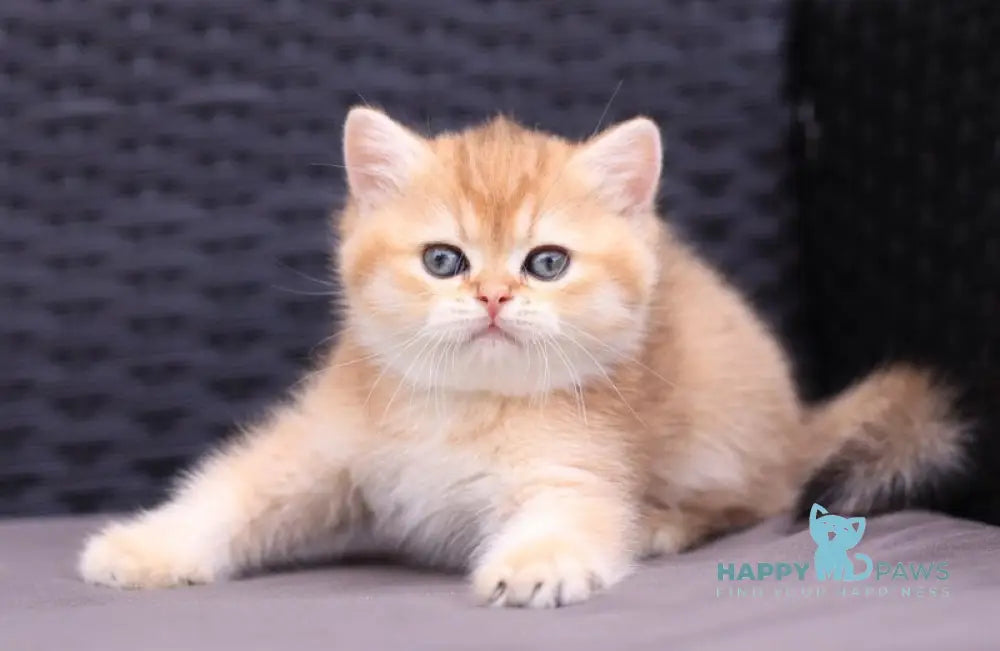 Emily British Shorthair female black golden shaded live animals