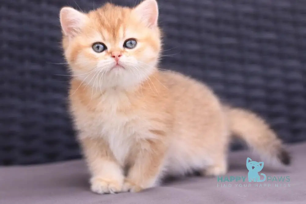 Emily British Shorthair female black golden shaded live animals
