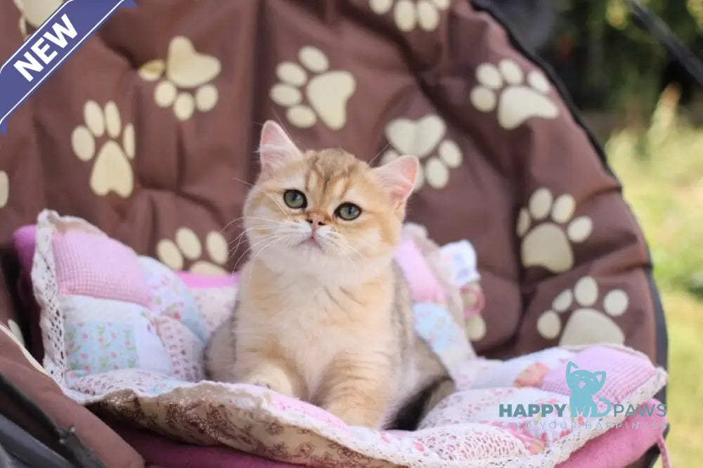 Emily British Shorthair female black golden shaded live animals