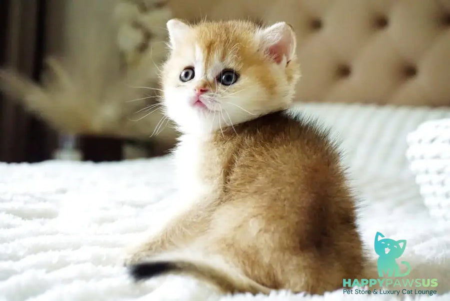 Emily British Shorthair female black golden shaded - live animals