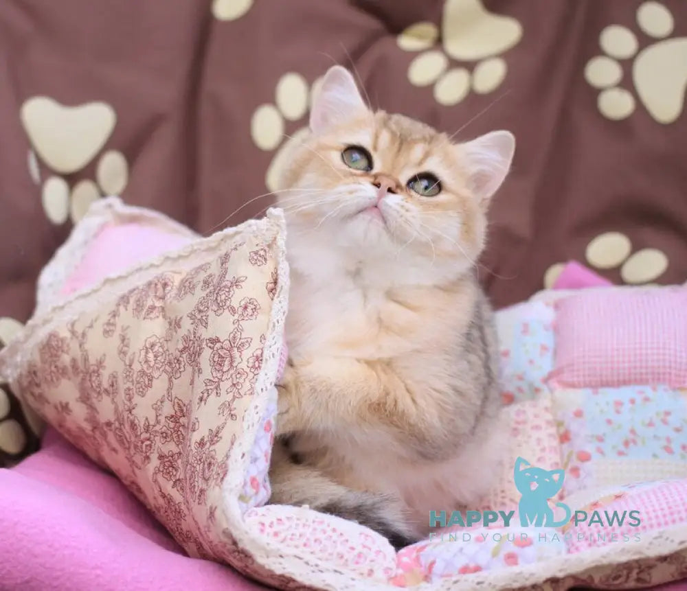 Emily British Shorthair female black golden shaded live animals