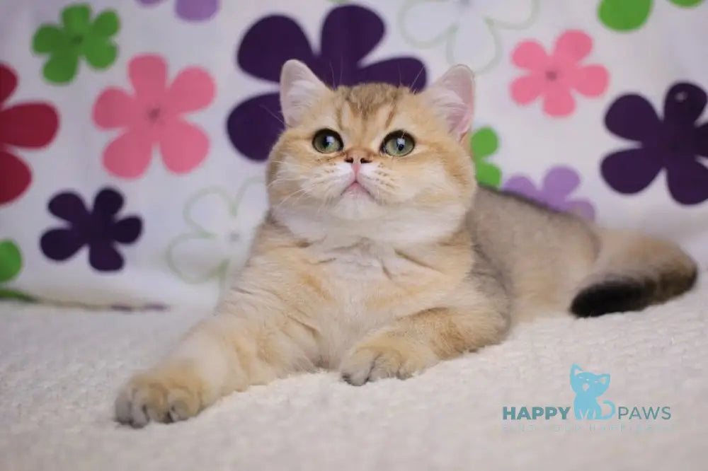 Emily British Shorthair female black golden shaded live animals