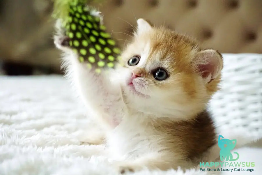 Emily British Shorthair female black golden shaded - live animals