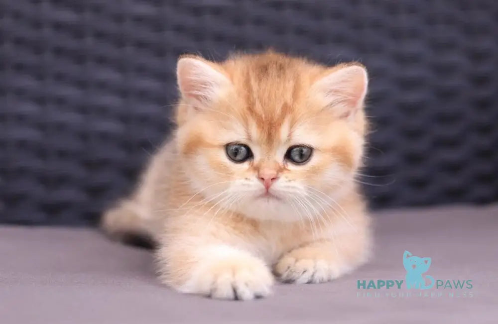 Emily British Shorthair female black golden shaded live animals