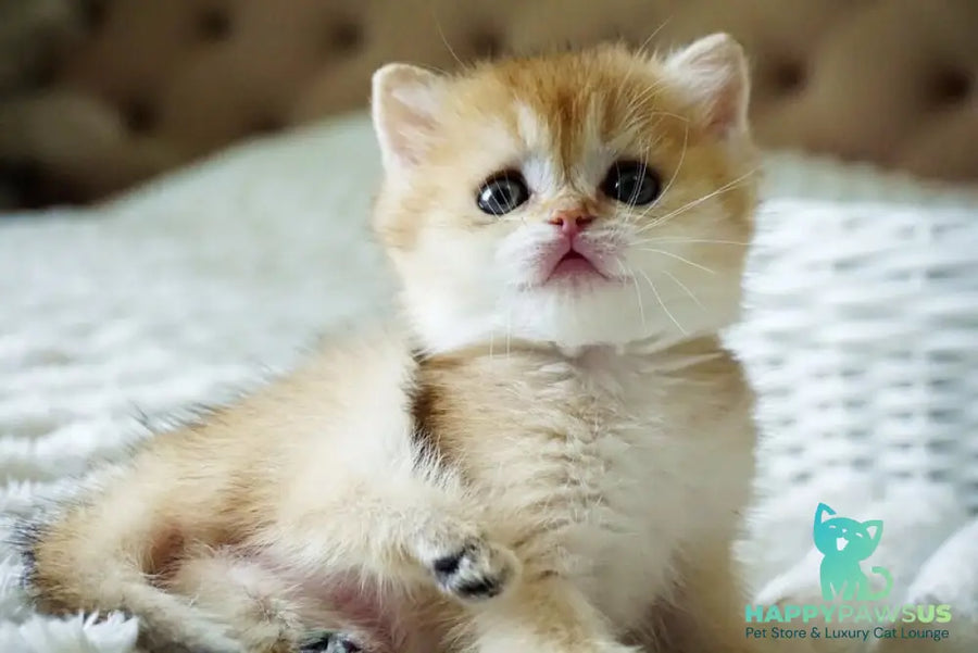 Emily British Shorthair female black golden shaded - live animals