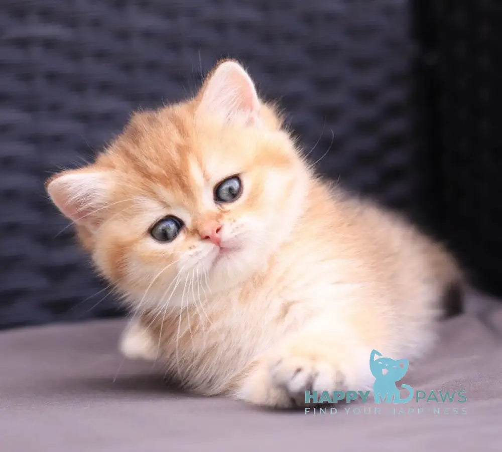 Emily British Shorthair female black golden shaded live animals