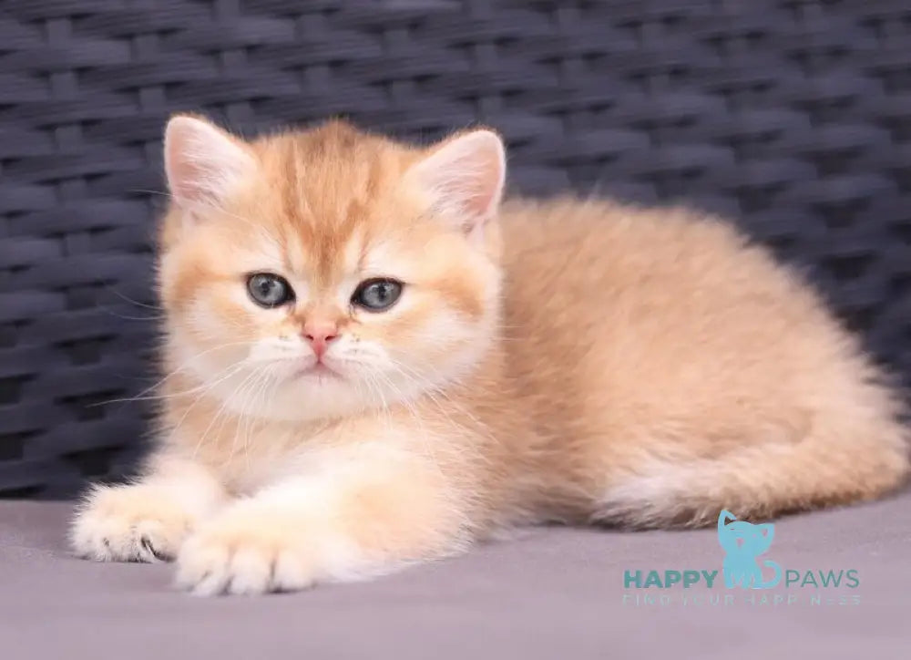 Emily British Shorthair female black golden shaded live animals
