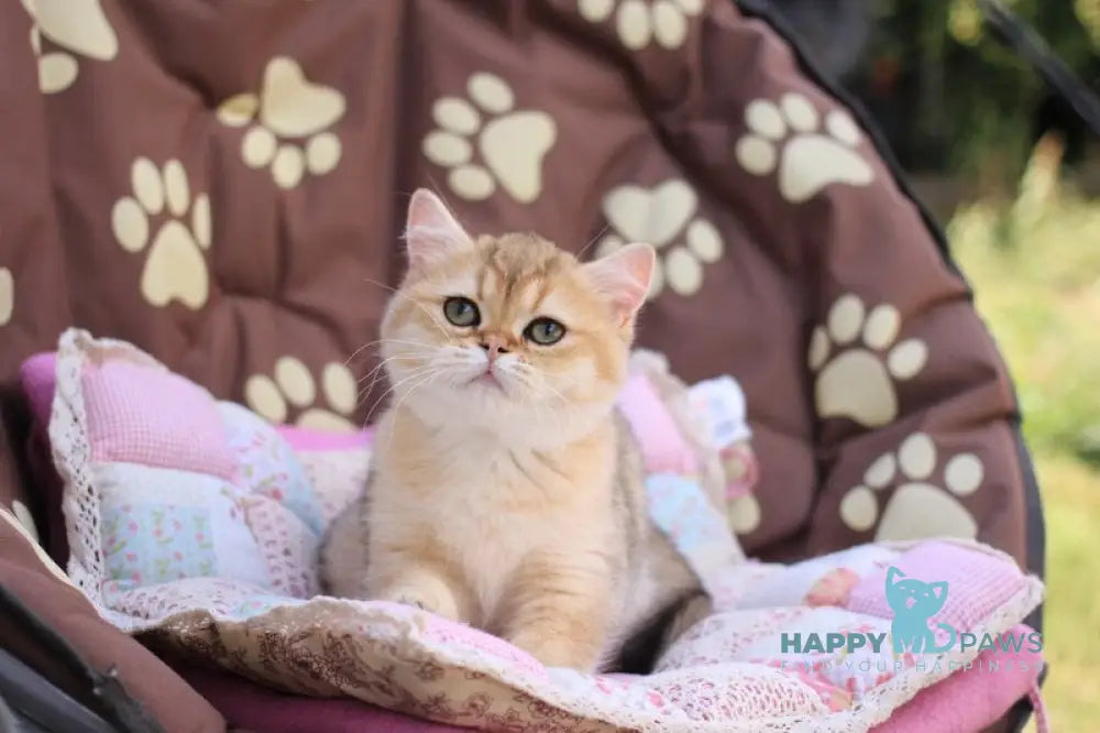 Emily British Shorthair female black golden shaded live animals