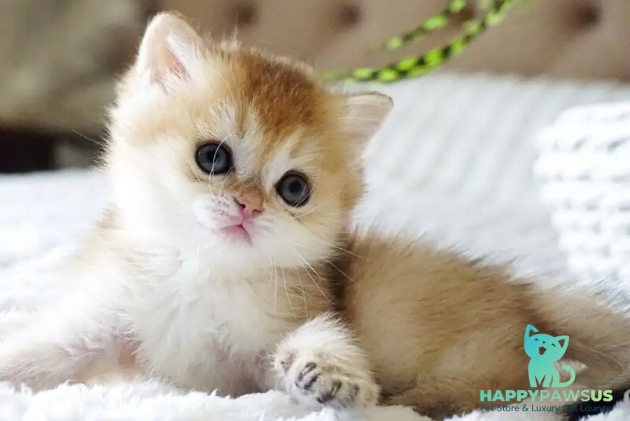 Emily British Shorthair female black golden shaded - live animals