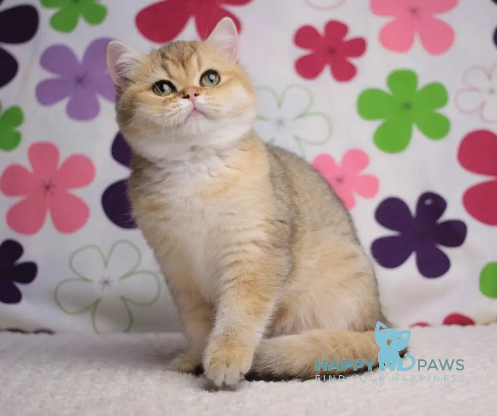 Emily British Shorthair female black golden shaded live animals