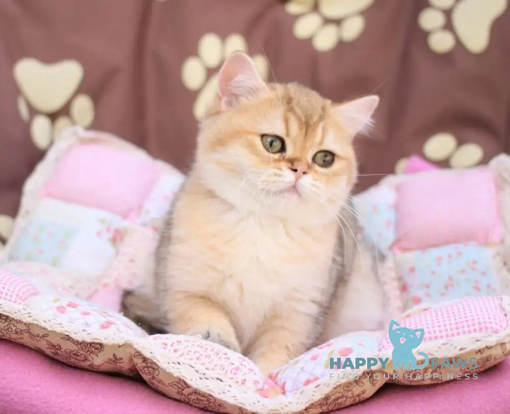 Emily British Shorthair female black golden shaded live animals