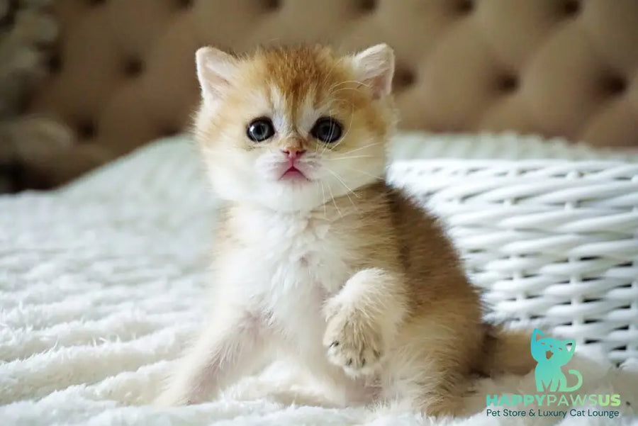 Emily British Shorthair female black golden shaded - live animals