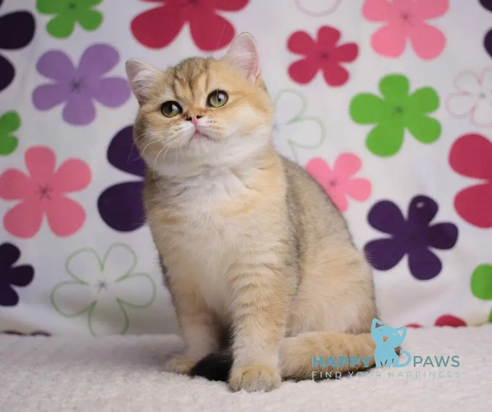 Emily British Shorthair female black golden shaded live animals