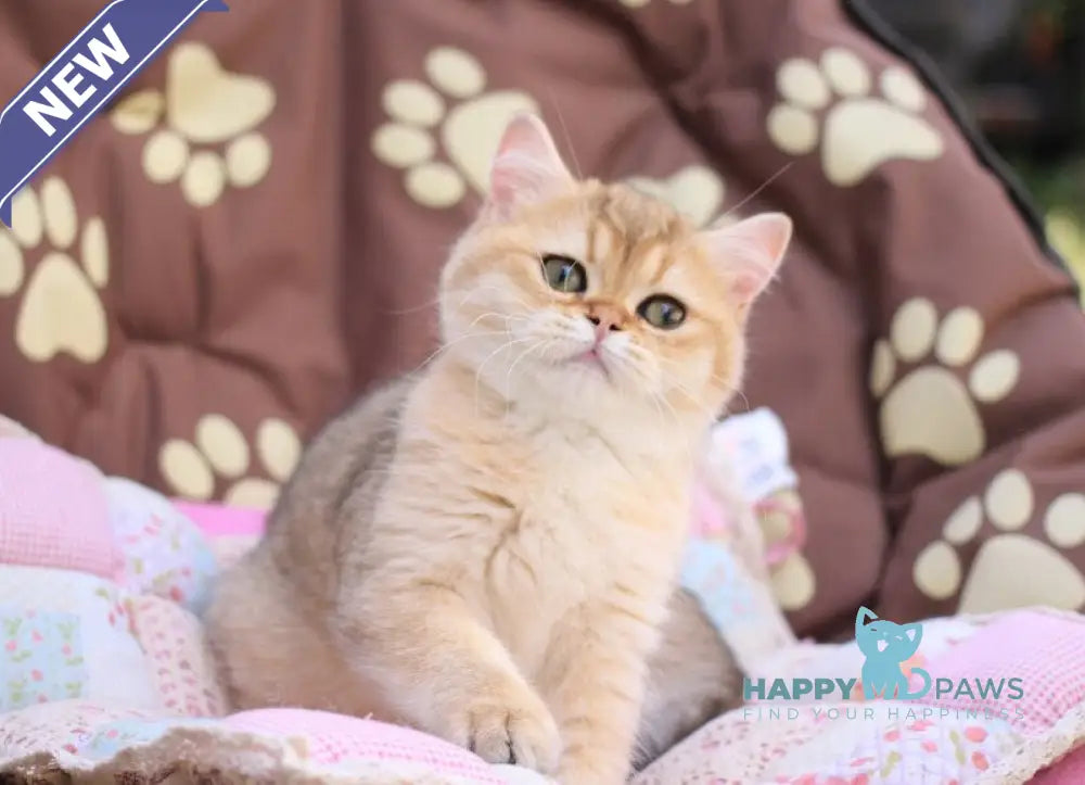Emily British Shorthair female black golden shaded live animals