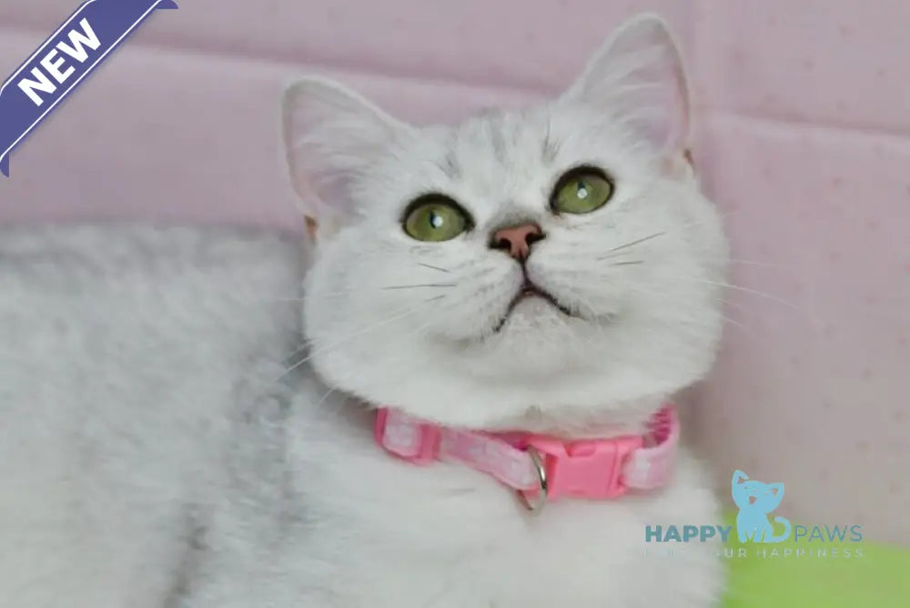 Emily British Shorthair female black silver shaded live animals